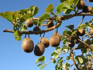 Comité del Kiwi de Frutas de Chile se prepara para aterrizar en India