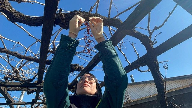 SAG Biobío comienza instalación de 425 mil emisores de confusión sexual en el área urbana de la región