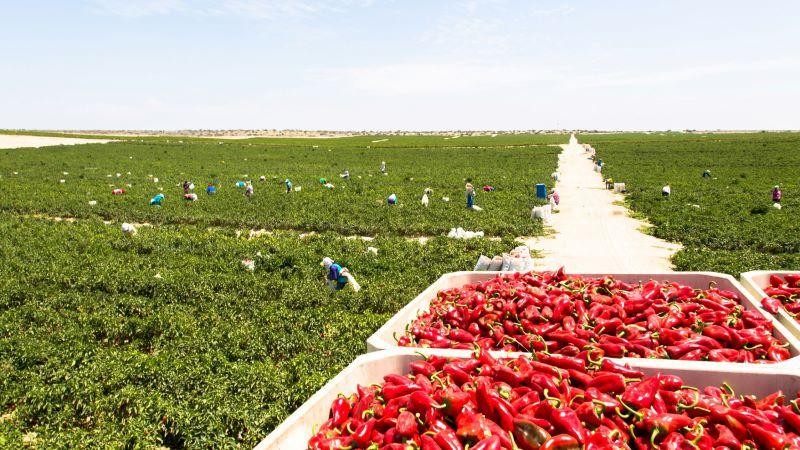 Sector agropecuario peruano cae -1.6% en junio