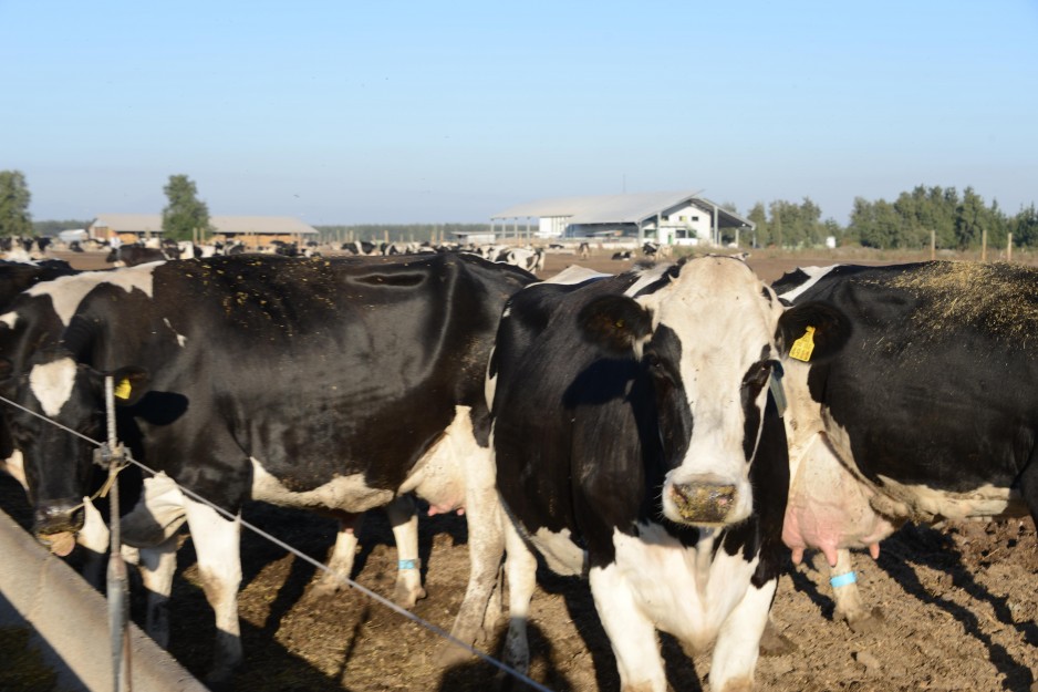 Uruguay y las exportación en pie: 160 mil cabezas hasta julio