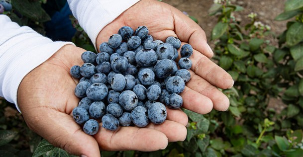 Perú: Exportaciones de arándano cayeron en el segundo trimestre de 2024