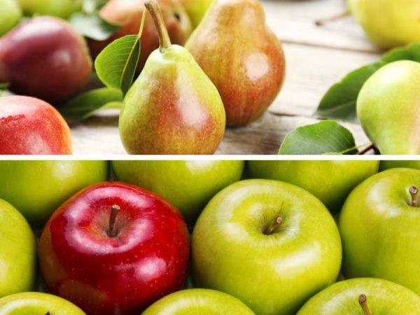 Wapa:Proyecciones de producción y exportación de peras y manzanas para la temporada 2024-2025 en Europa