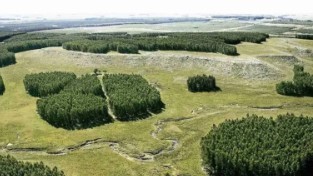 Multinacional Japonesa Adquiere 41.000 Hectáreas en Uruguay: Inversión Millonaria y Potencial Planta de Celulosa