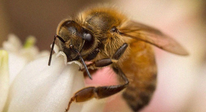 Un estudio revela que la contaminación afecta a los polinizadores y otros insectos beneficiosos