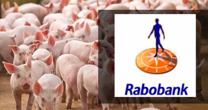 Informe de Rabobank tercer trimestre de 2024 sobre carne de cerdo a nivel mundial