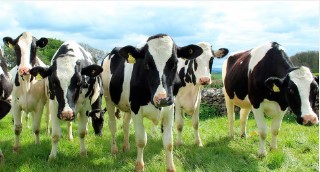 Perú se encuentra en el top 5 de países con más vacas en Sudamérica: ¿qué región encabeza la lista?