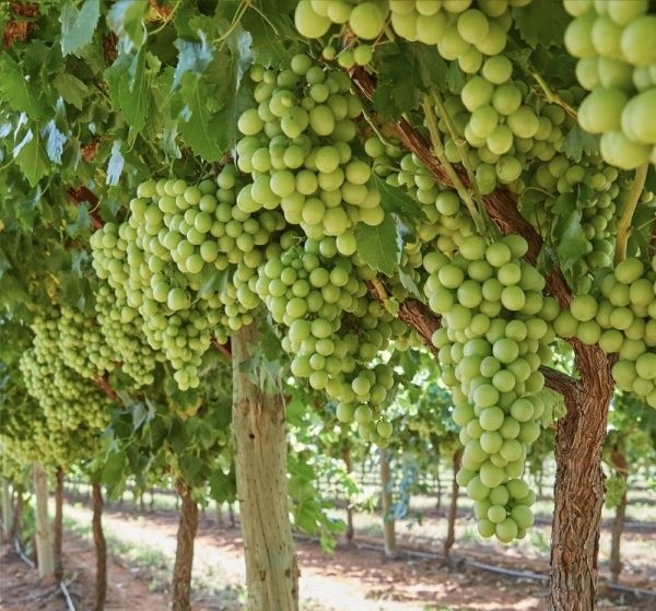 Sun World gana caso contra productores egipcios sin licencia para la producción y venta de uvas