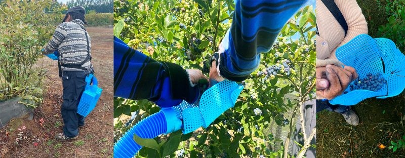 UCT impulsa innovación agrícola con nueva herramienta para la cosecha de arándanos