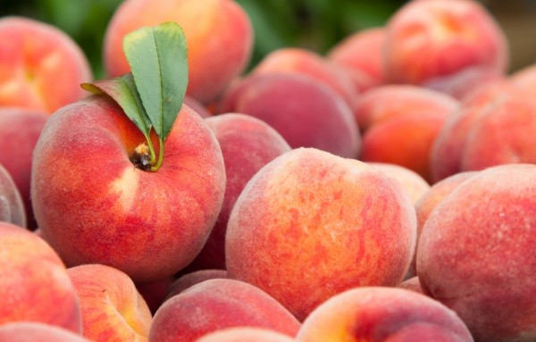 EEUU: Se espera una mayor cosecha de duraznos en California a pesar de un invierno cálido