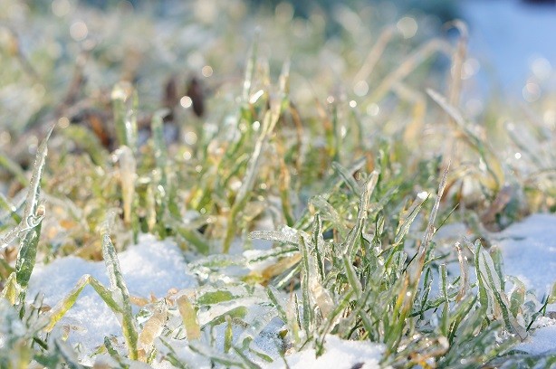 Heladas, golpes de calor ¿cómo proteger los cultivos?: La Red Agroclimática Nacional, mediante su nueva herramienta, envía alertas a los agricultores