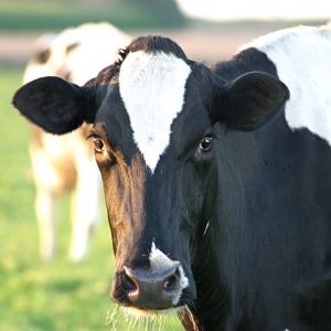La producción de leche cruda subió 1,8% en el primer semestre
