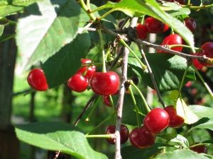 Caída de hectáreas y producción: La realidad a la que se enfrentan las cerezas japonesas