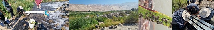 Científicos de INIA generaron bioinsumo para controlar plaga en el norte de Chile