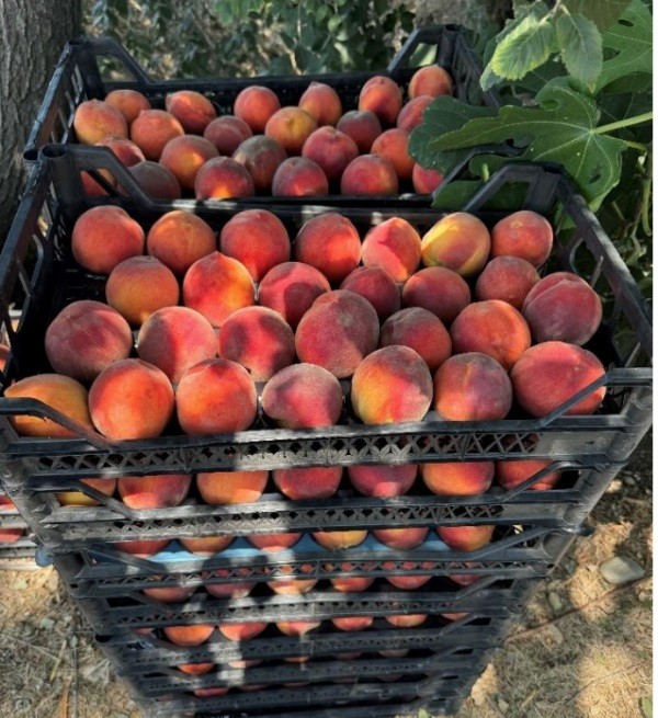 Turquía: Producción de duraznos y nectarines alcanzará los 1,2 millones de toneladas gracias a modernización de huertos