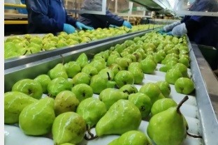 Argentina: Preocupación por los altos niveles de peras almacenadas en frío