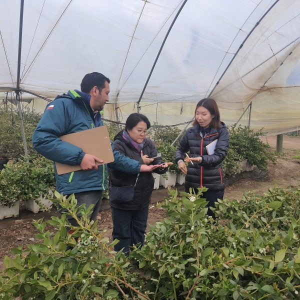 Corea del Sur evalúa medidas para envíos de arándanos chilenos