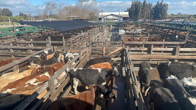 Autoridades destacan aumento de fiscalizaciones para el control de venta de animales en Biobío