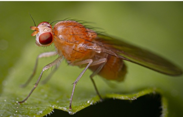 EEUU: USDA y el CDFA informaron de erradicación de mosca de la fruta en California