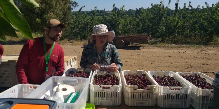 Buscan optimizar manejo de cosechas en cerezas de exportación de Ñuble