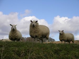 Productores ovinos y caprinos advierten que precios al consumidor se mantendrían altos