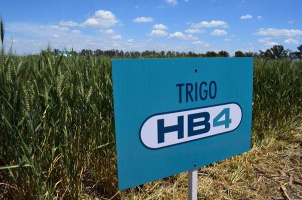 Trigo resistente a la sequía promete ser una solución agrícola frente al cambio climático