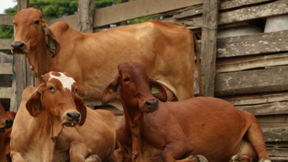 Ecuador se alista para exportar por primera vez ganado bovino, según el Ministerio de Agricultura y Ganadería