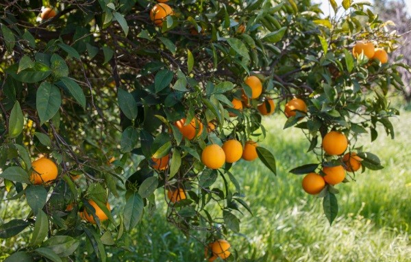 Brasil: Proyectan reducción en la cosecha de naranjas para campaña 2024-2025