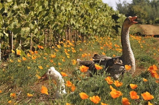 Miguel Torres Chile, primera bodega chilena que cuenta con la nueva certificación internacional de viticultura regenerativa