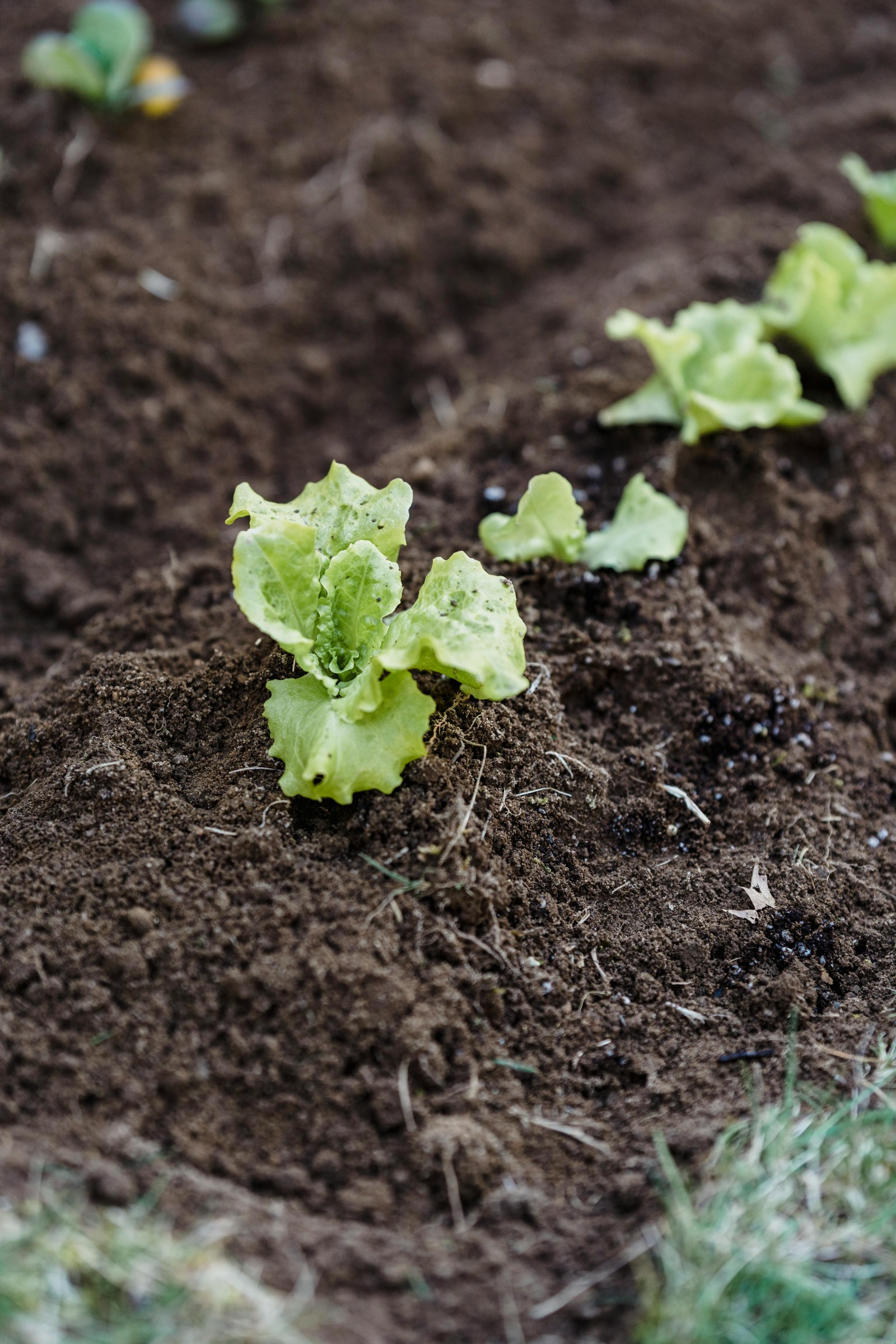 Por una agricultura más sustentable: Consejo de Ministros para la Sustentabilidad aprobó Plan Sectorial de Mitigación al Cambio Climático