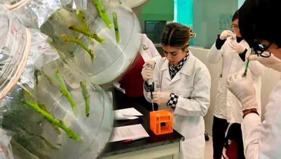 Científicos mexicanos desarrollan una variedad de arándano que se adapta al cambio climático