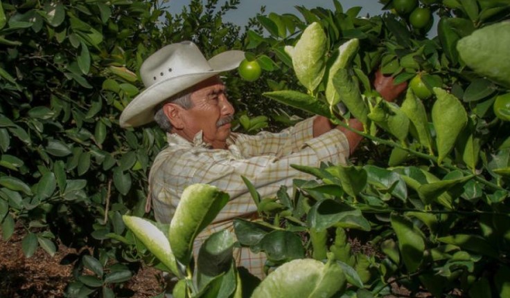 México es el segundo productor y exportador mundial de limones y limas