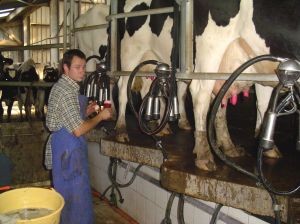 Ranking de la industria láctea: Colun y Soprole lideran recepción de leche