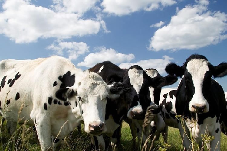 La producción de leche cruda contrasta en regiones