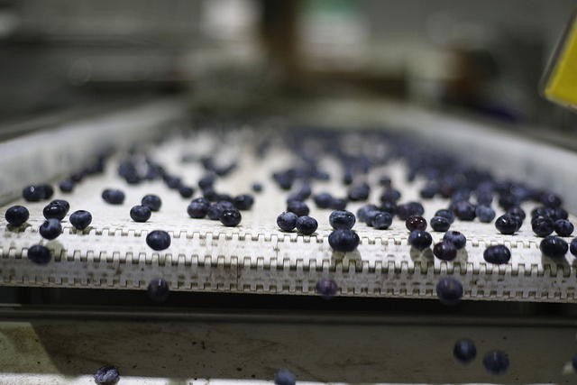 La industria peruana del arándano espera mayores volúmenes con un pico más plano