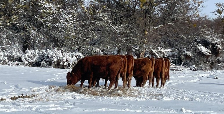 Chile avanza hacia la carbono neutralidad en la ganadería bovina de carne: Magallanes a la vanguardia