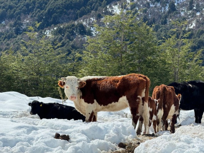 Ministerio de Agricultura declara emergencia agrícola por nevazones en la provincia de Palena y la comuna de Cochamó