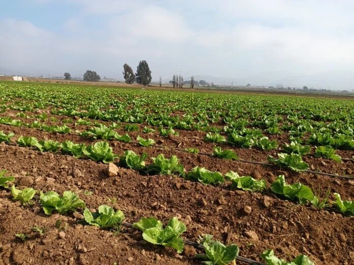 Región de Coquimbo. Regantes del Norte Chico podrán mejorar sus sistemas de tecnificación a través de concurso de riego con fondos por $1.100 millones