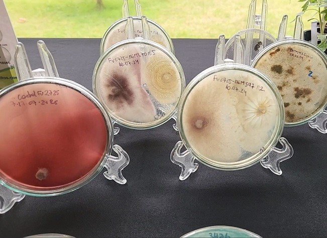 Durante dos días Chillán será la capital mundial del Control Biológico y de los Bioinsumos