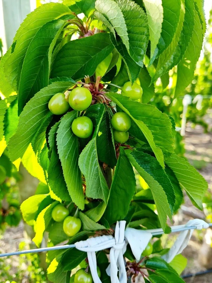 Cerezas: Chile deja una importante ventana comercial en China