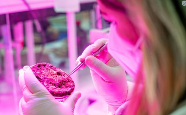 Un grupo de científicos chilenos potencia la agricultura espacial: prueban con lechugas y tomates