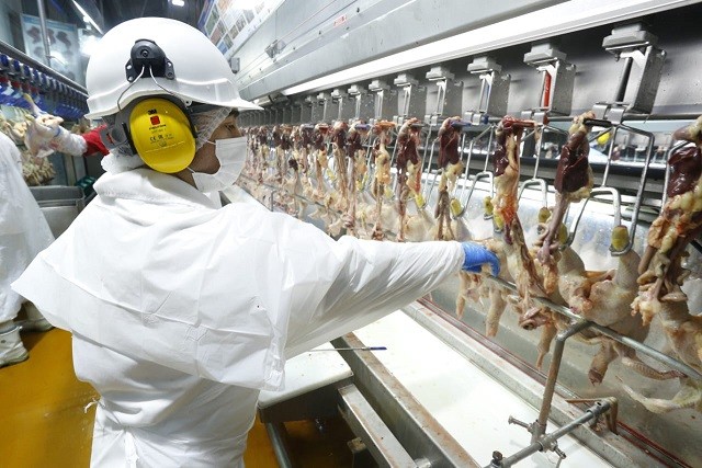 China reabre el mercado para las exportaciones avícolas chilenas y autoridades destacan positivo impacto para la economía