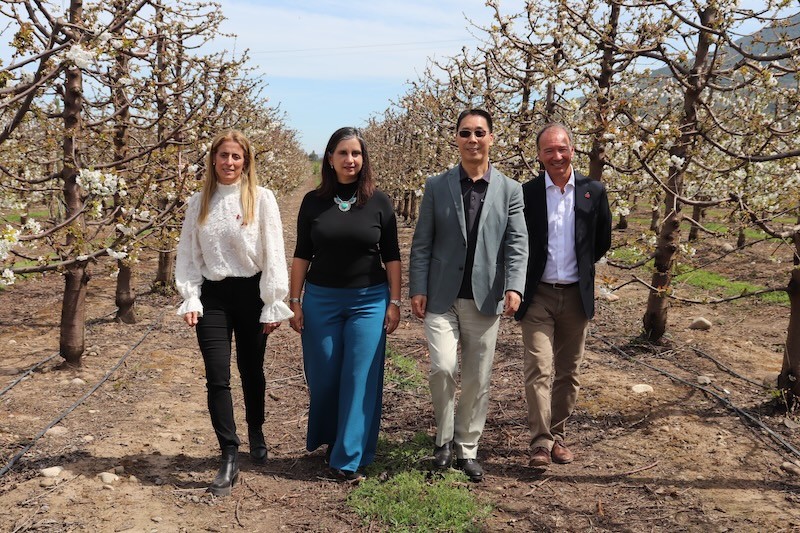 Comité de Cerezas de Frutas de Chile entregó primera estimación:Cerezas chilenas marcarán nuevo récord en próxima temporada con aumento de 59% en exportaciones