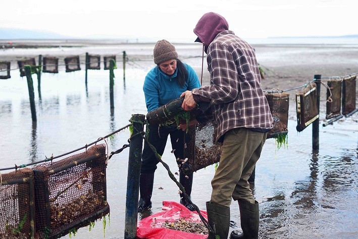 Puerto Montt: algueros avanzan en la diversificación productiva con innovador sistema de cultivo de ostras