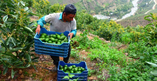 Perú bate récord en exportación de palta, superando las cifras de todo el 2023
