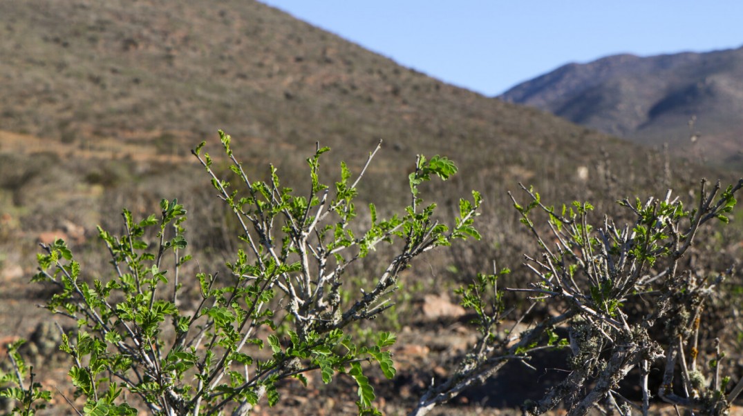 Agricultura que resiste la sequía: estrategias de conservación y adaptación en la región de Coquimbo