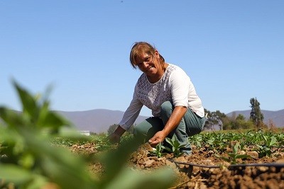 Postulaciones hasta el 5 de noviembre: CNR convoca a las pequeñas agricultoras de Atacama y Coquimbo a presentar sus proyectos de riego al concurso dirigido a mujeres