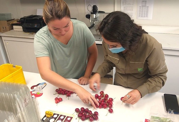 En Ñuble investigadores abordaron aspectos de poscosecha que incrementan calidad en cerezas de exportación