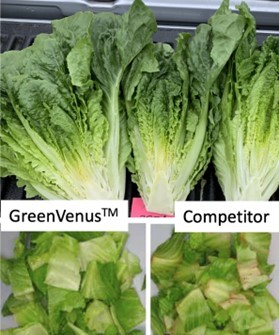 Innovación biotecnológica permite duplicar la vida útil de la lechuga