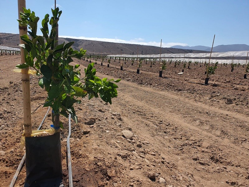 LA TELEMETRÍA PAVIMENTA EL CAMINO A LA INTELIGENCIA ARTIFICIAL EN LA AGRICULTURA