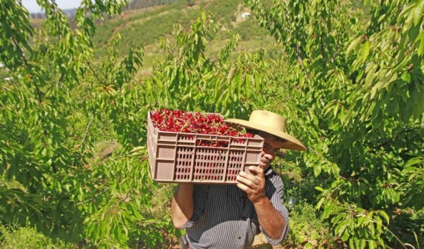 2 mil puestos de trabajo prevén que generará nueva temporada de cereza y arándano en el Biobío